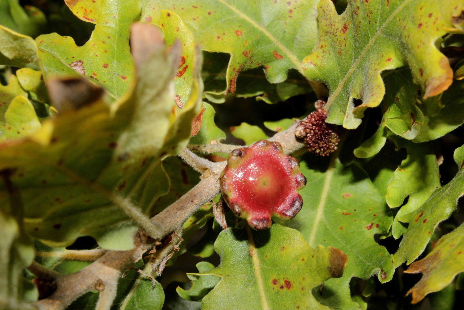 Galle su quercia di 5 specie di Andricus sp. (Cynipidae)